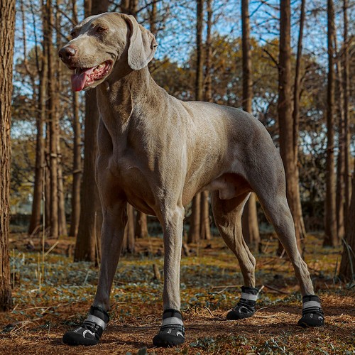 4pcs anti slip dog - anti,